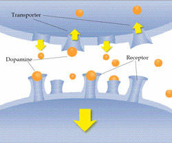 The brain's reward pathway normal.