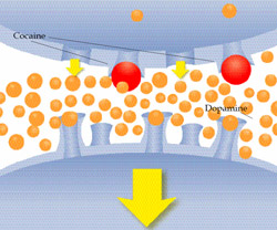 The brain's reward pathway under drugs.